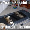 funny-pictures-resolution-cats-treadmill